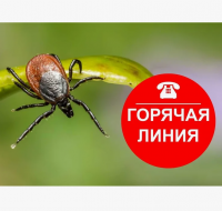 О Всероссийской горячей линии по профилактике клещевого энцефалита и инфекций, передающихся клещами.